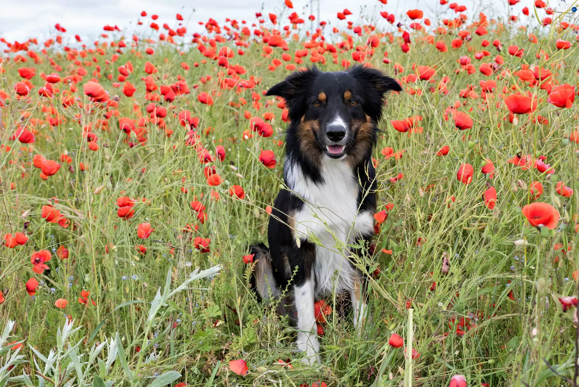 papavers, Border Collie, Meadow