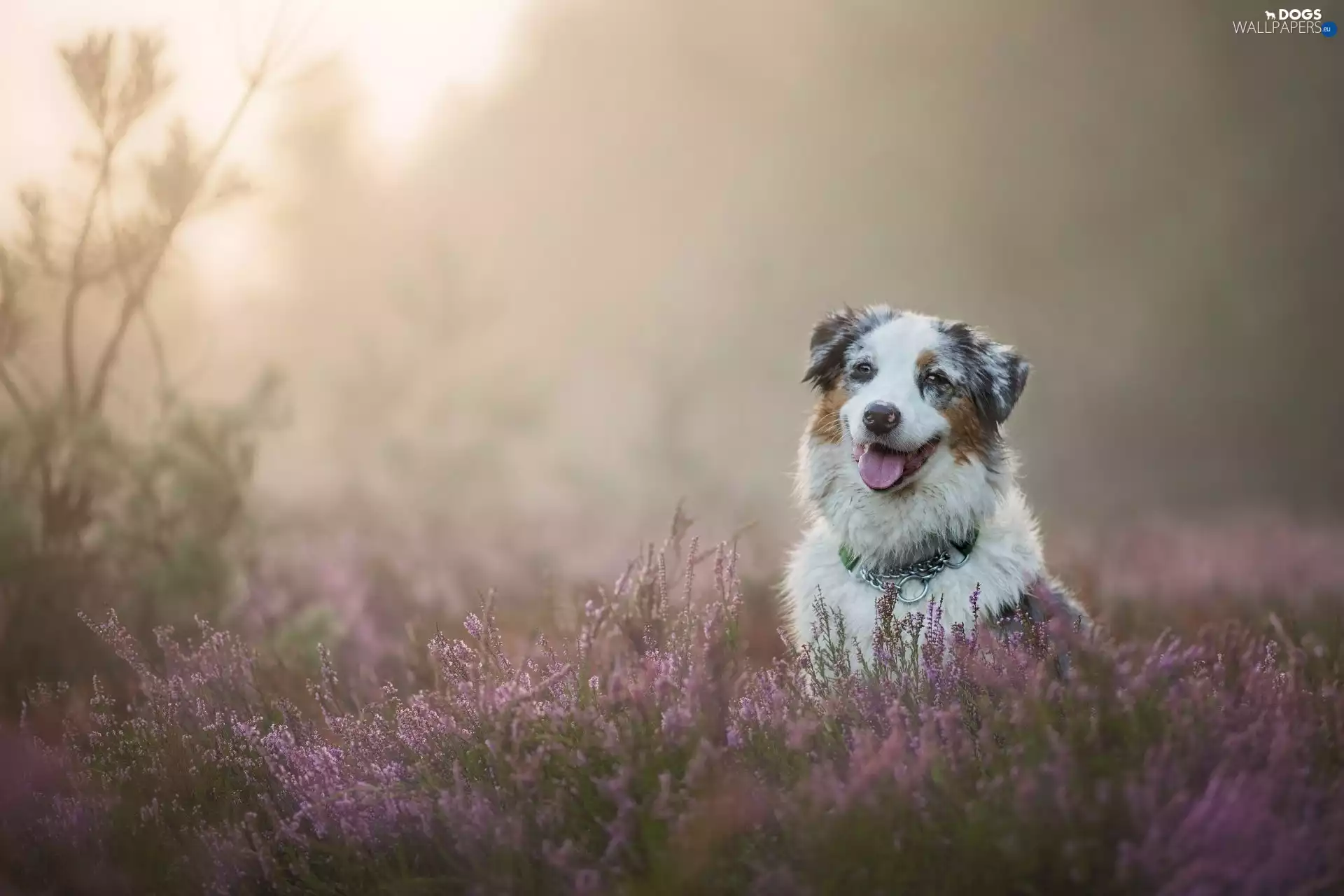 Meadow, dog, pastoral