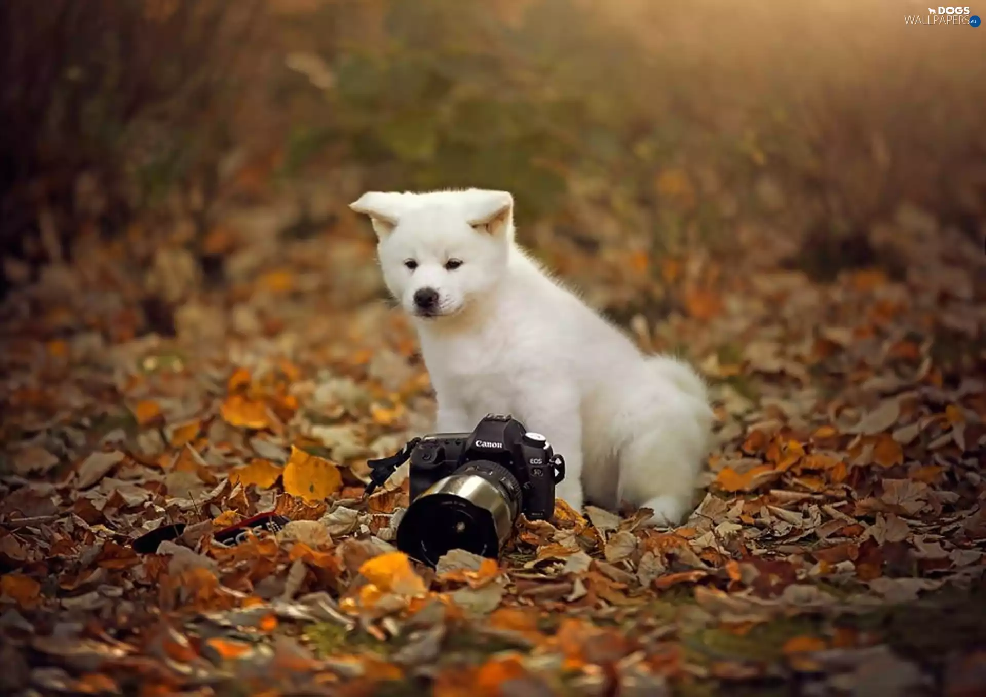 Leaf, puppie, photographic, Meadow, small, Camera, autumn