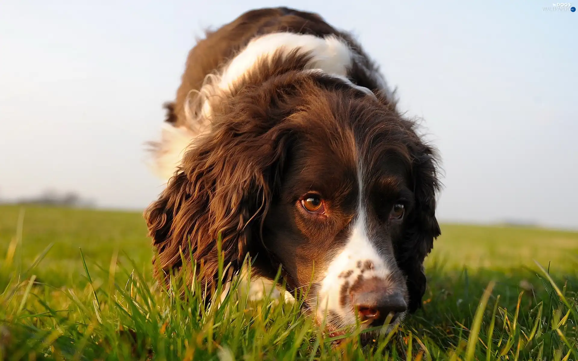 Meadow, nose, pinto, dog