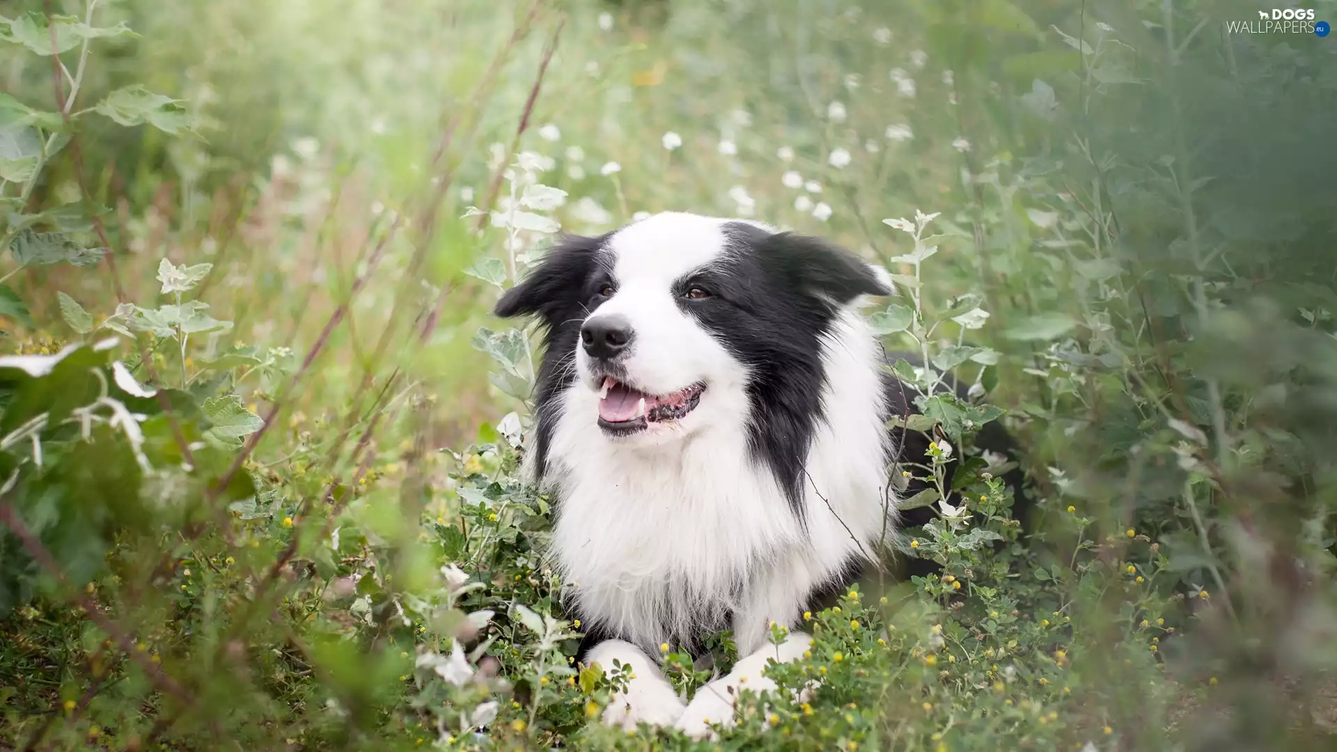 dog, Meadow, Plants, Border Collie