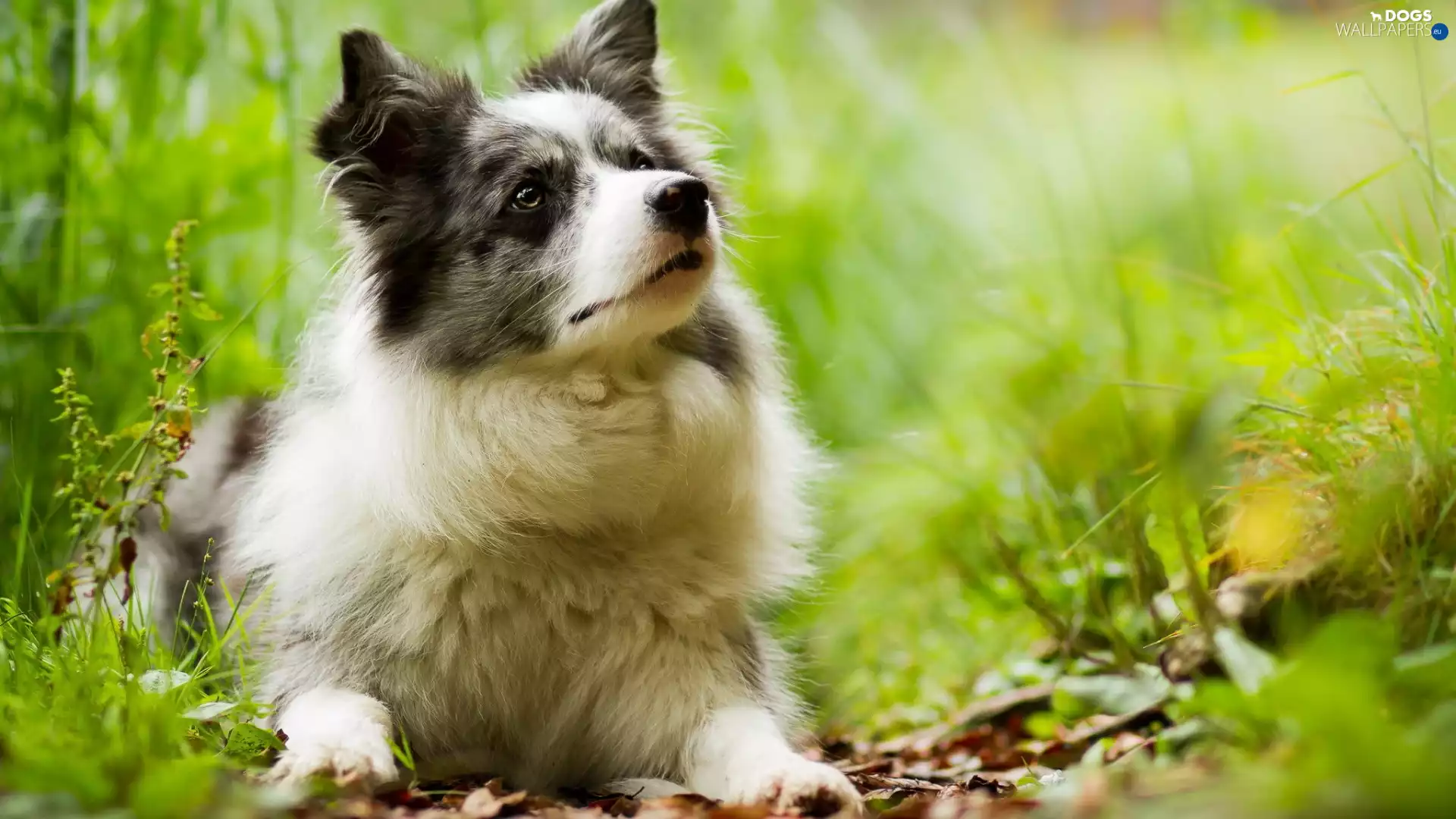 Plants, Border Collie, Meadow