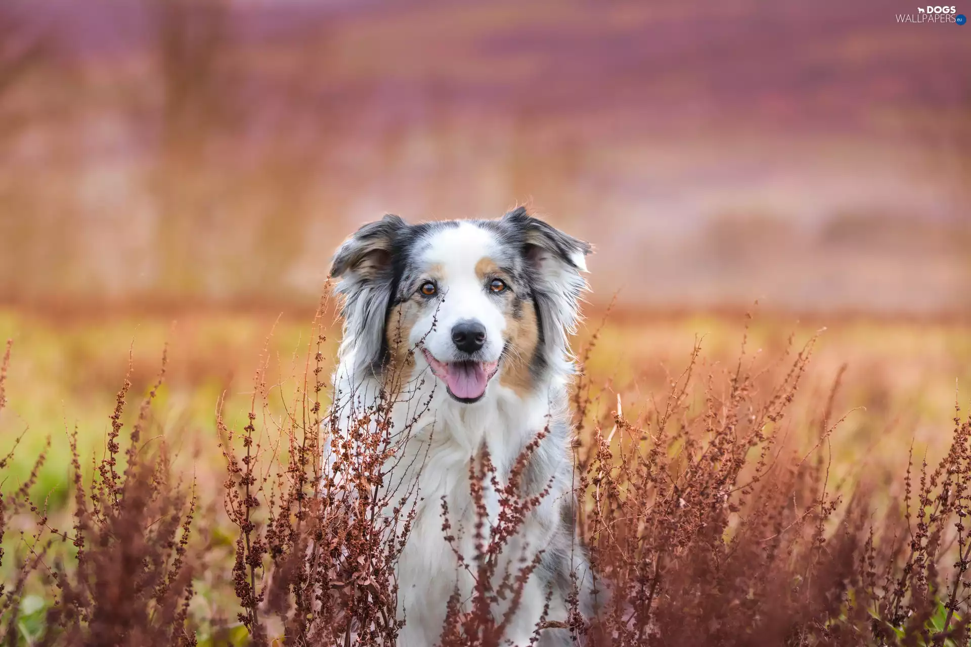 Plants, Australian Shepherd, Meadow