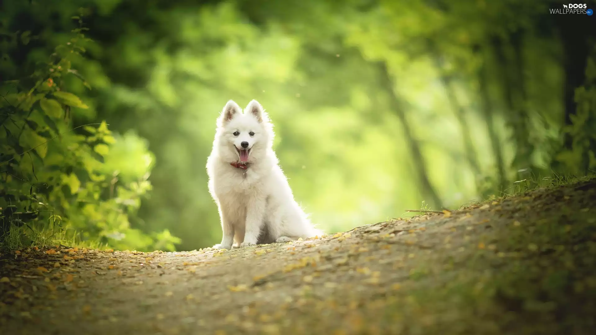 car in the meadow, dog, point
