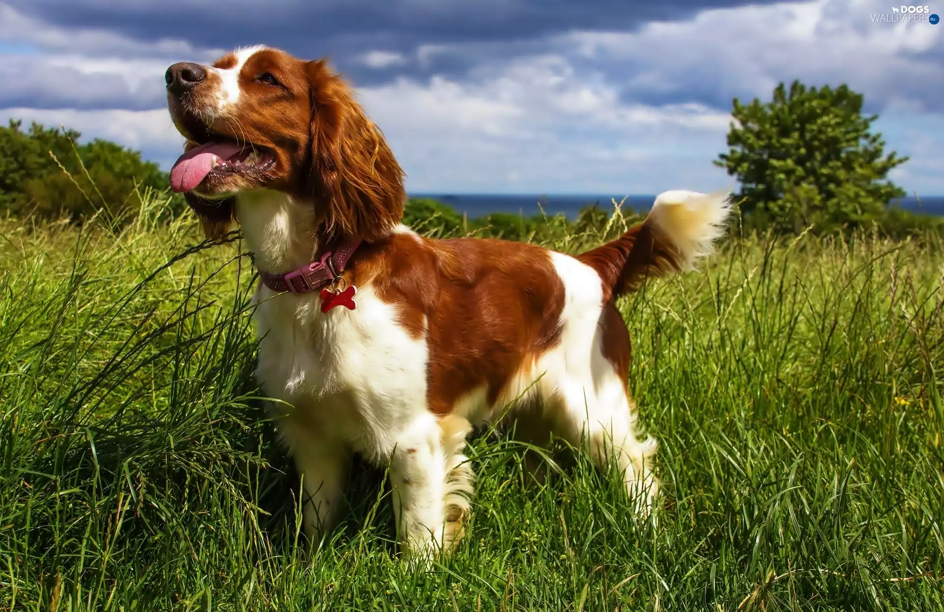 Meadow, happy, Puppy