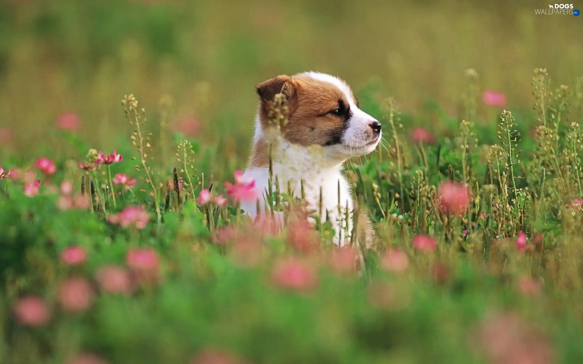 Meadow, Puppy