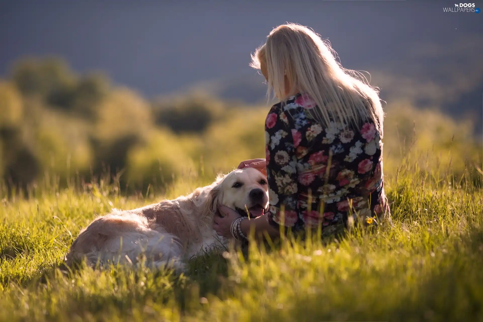 Meadow, Golden Retriever, girl