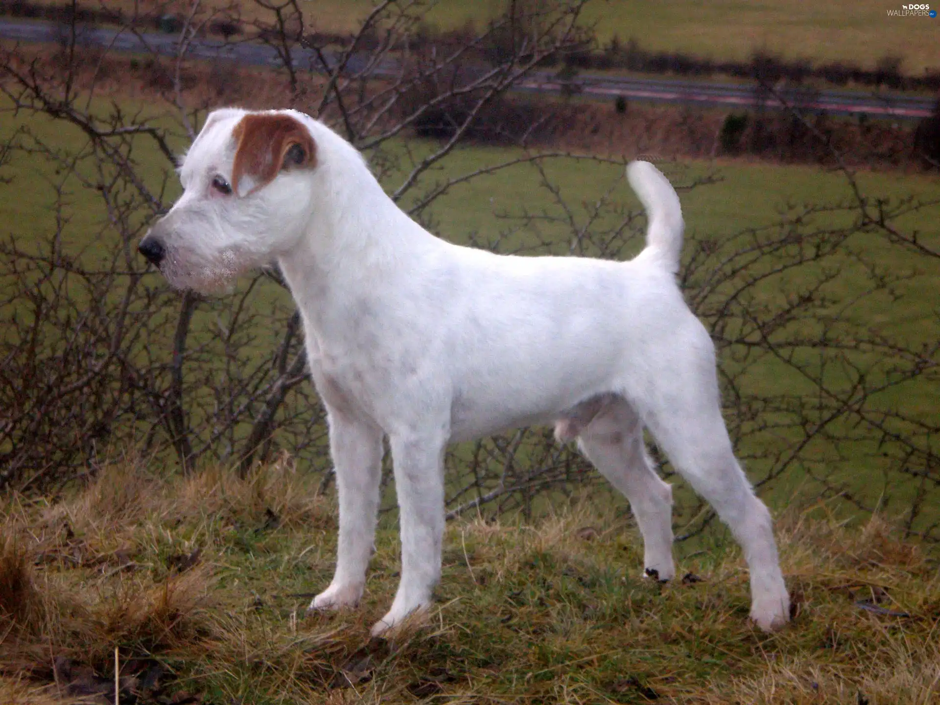 Meadow, Parson Russell Terrier