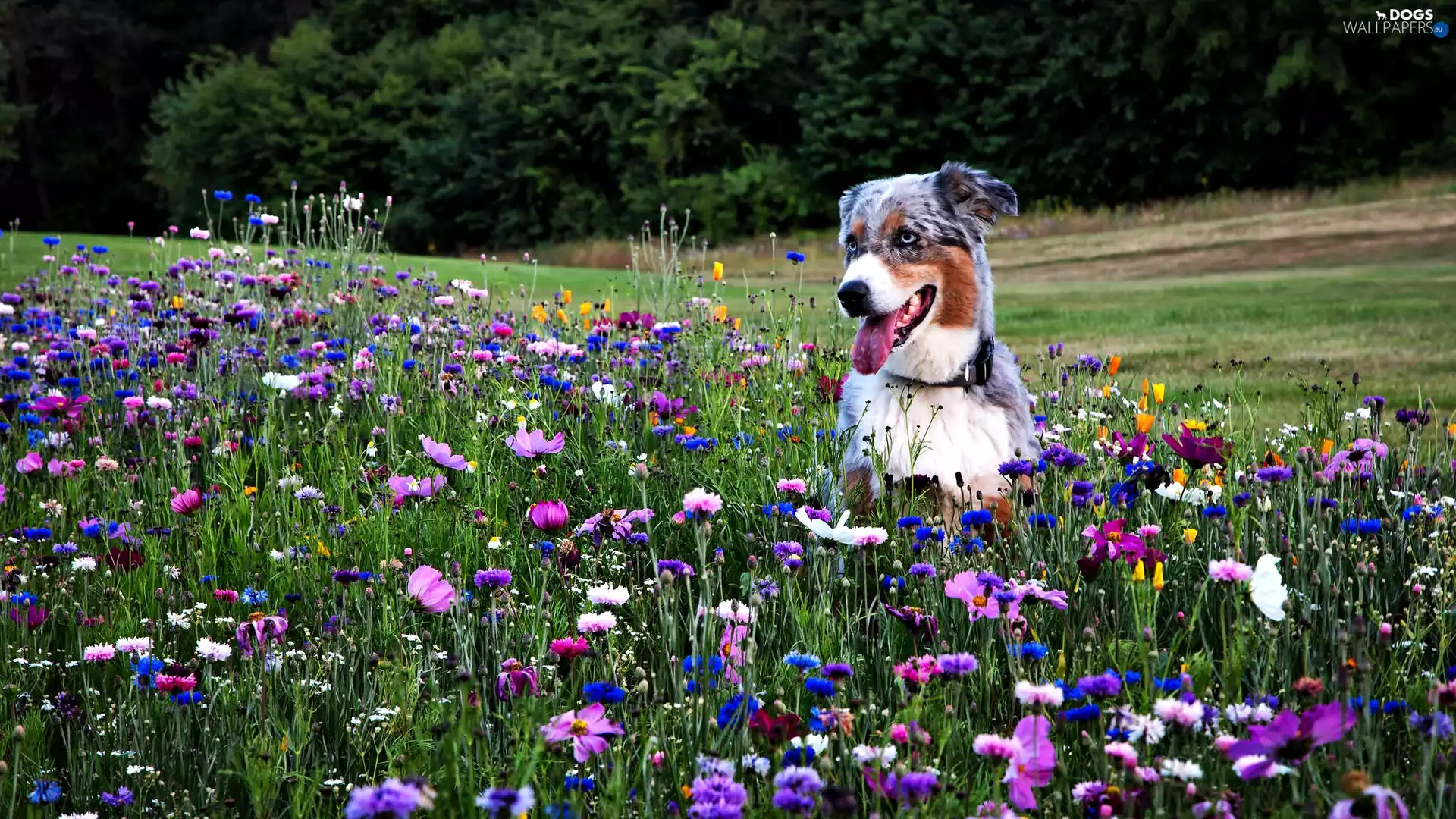 Meadow, Australian Shepherd