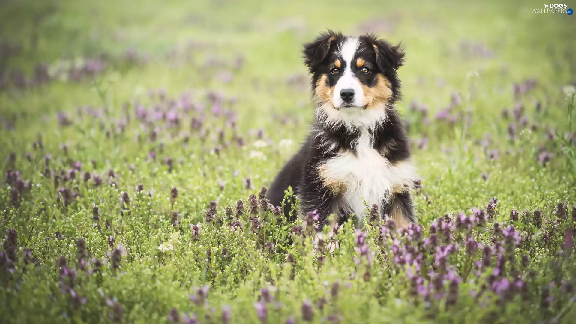 Australian Shepherd, Puppy, Meadow, Australian Shepherd