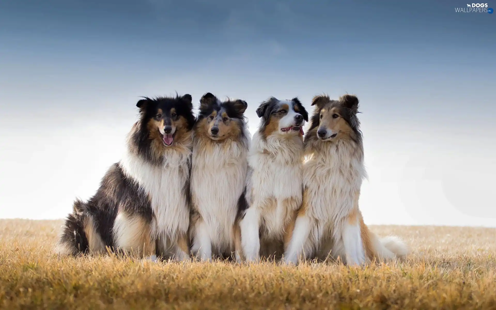 Meadow, Collie, Shepherds, Scottish