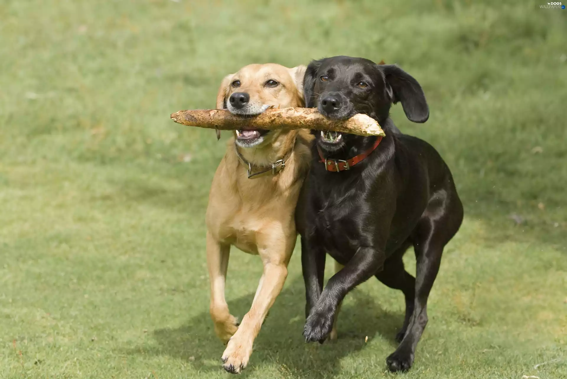 friends, Dogs, Stick, Meadow, play, Labrador Retriever