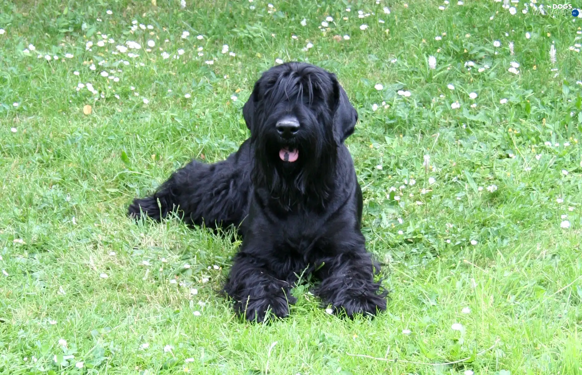 Terrier, Meadow, Black