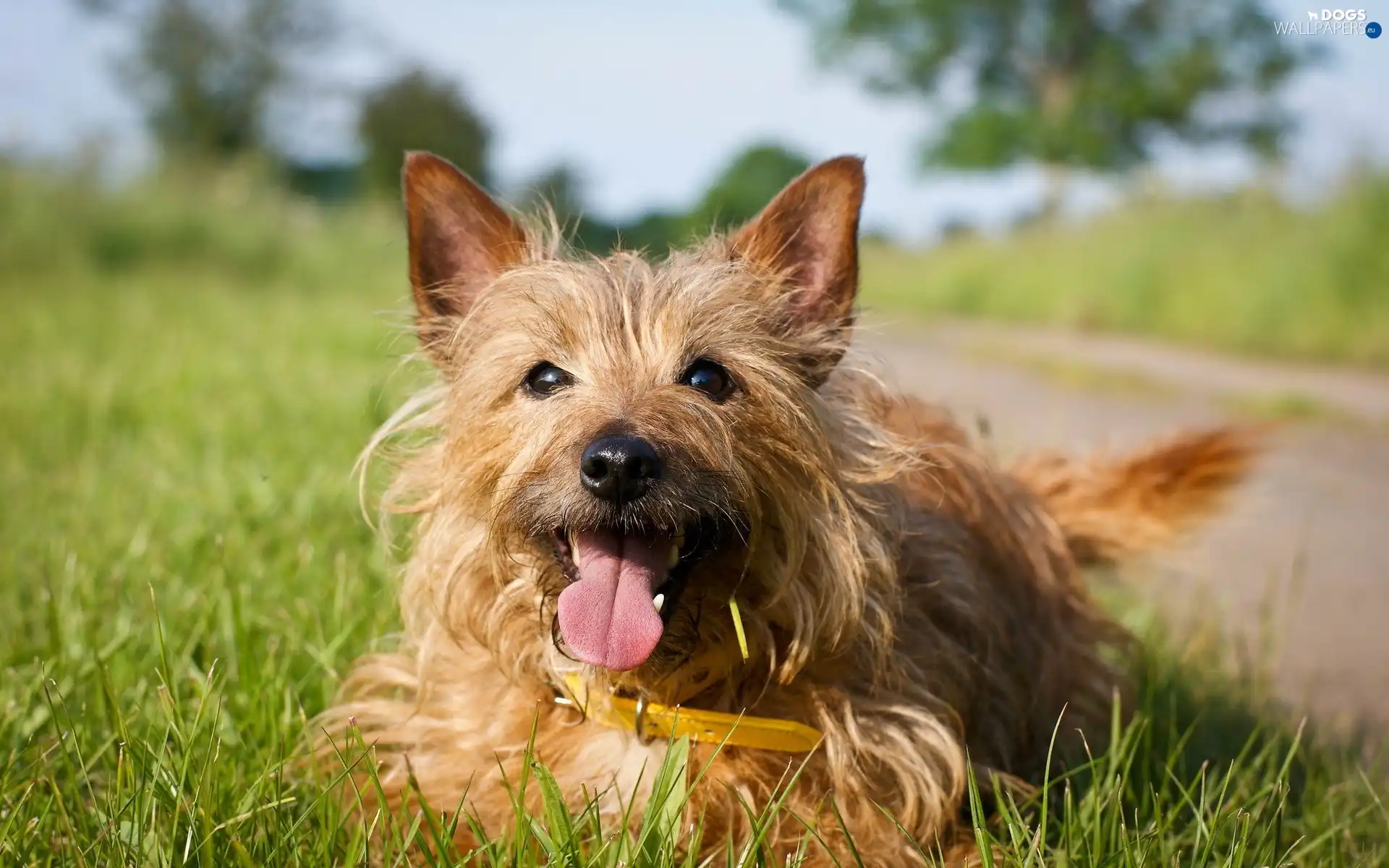 Terrier, Meadow, doggy
