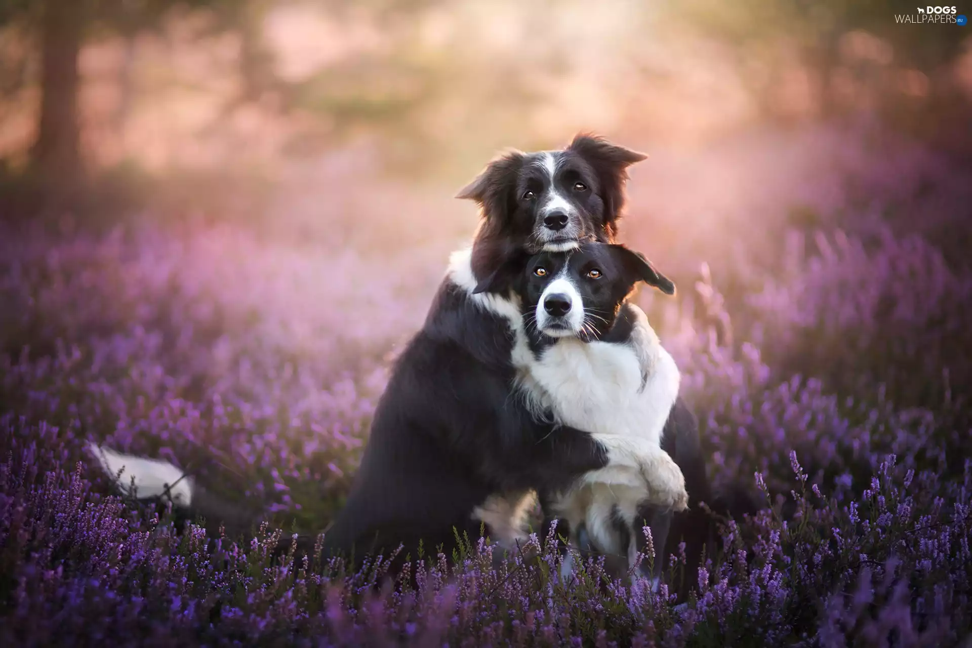 car in the meadow, Border Collie, heather