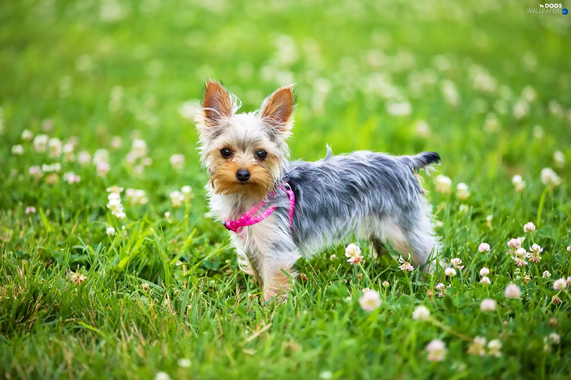trefoil, Yorkshire Terrier, Meadow