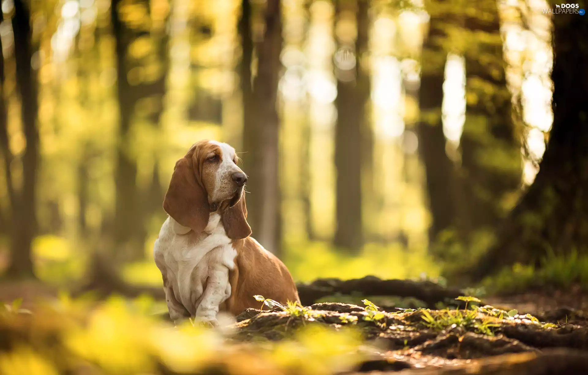 forest, dog, viewes, meadow, trees, Basset Hound