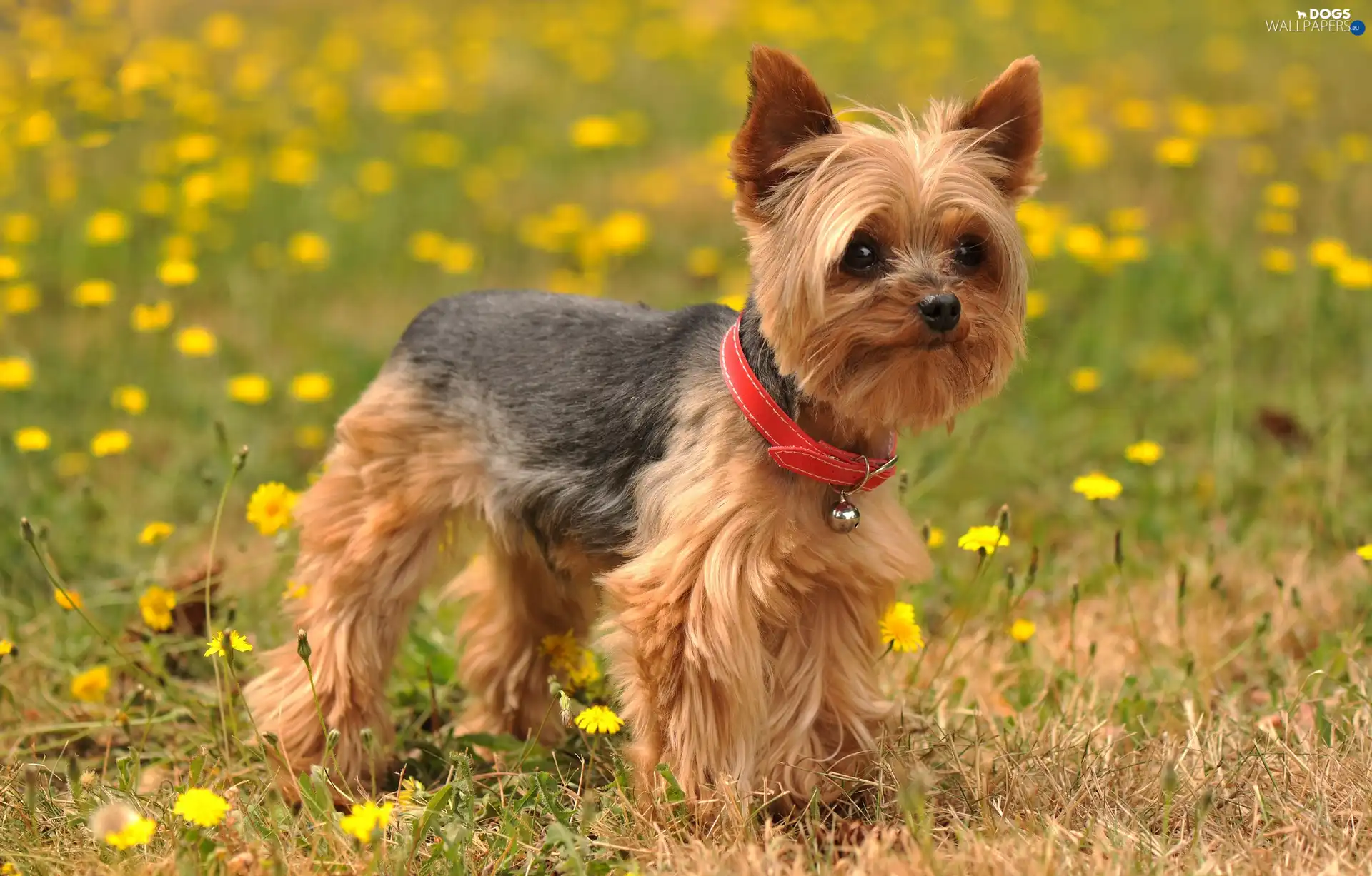 York, Meadow, doggy