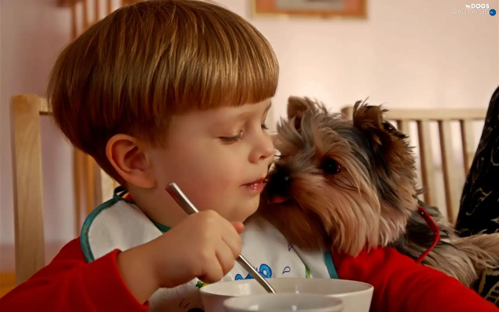 dog, meal, Kid