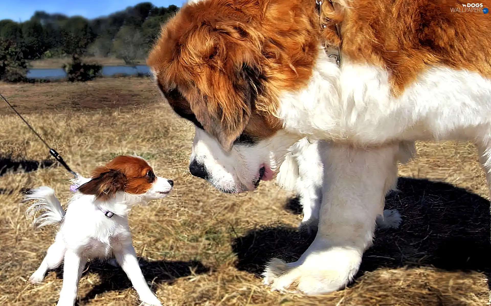 meet, doggy, Bernard, small