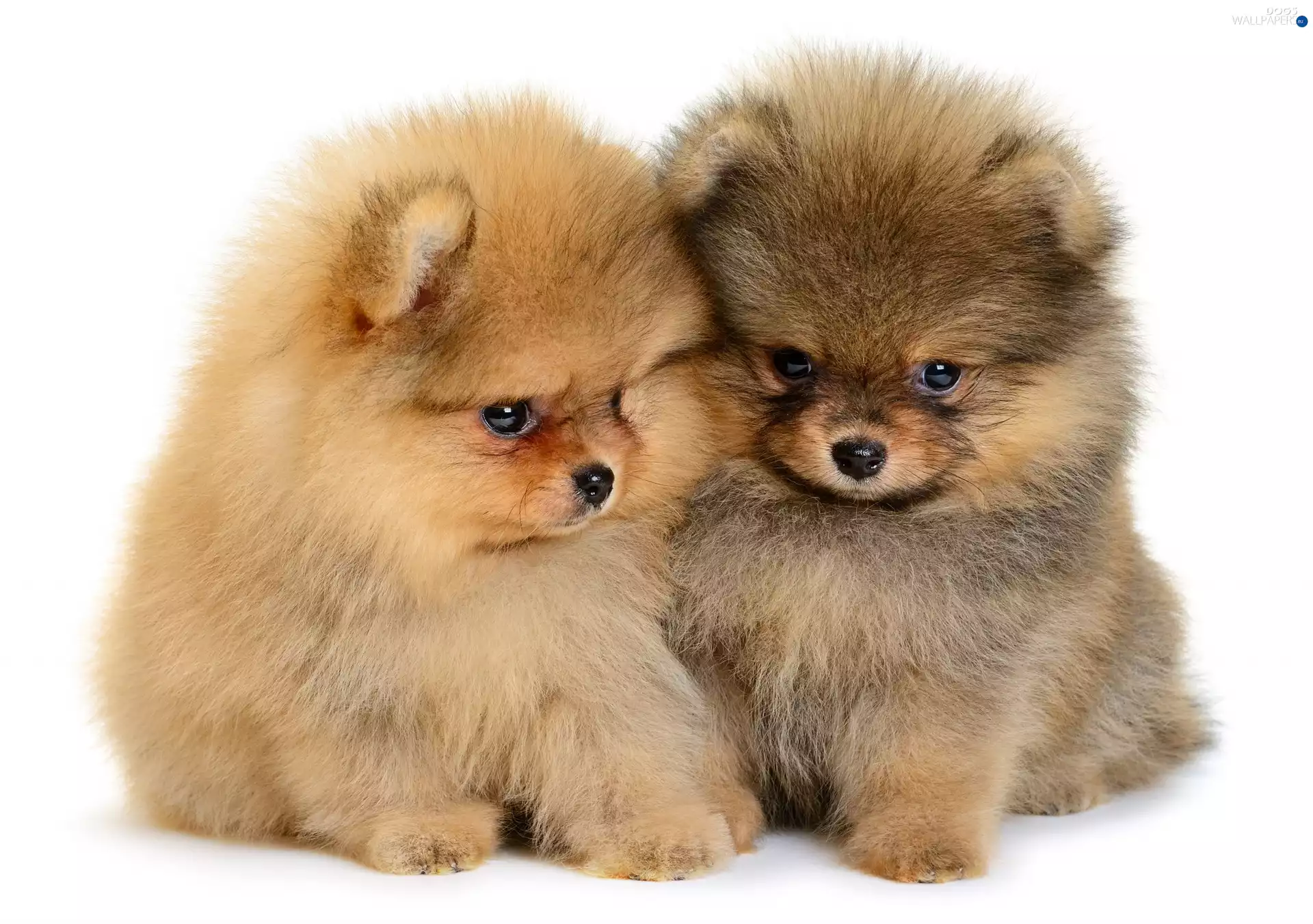 Pomeranians, puppies, Dogs, Miniature Spitz, Two cars