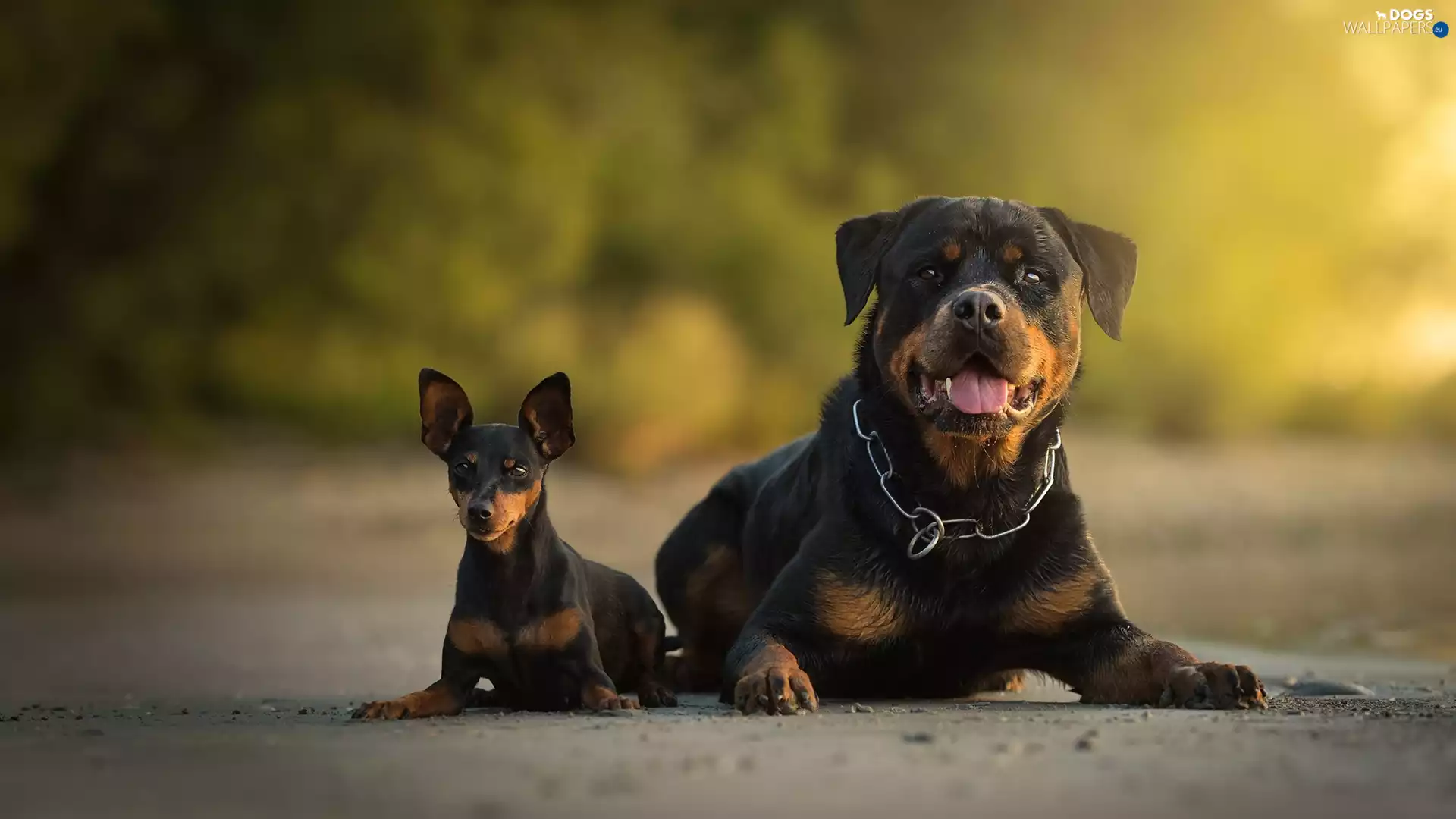 Rottweiler, Way, Dogs, miniature Pinscher, Two cars