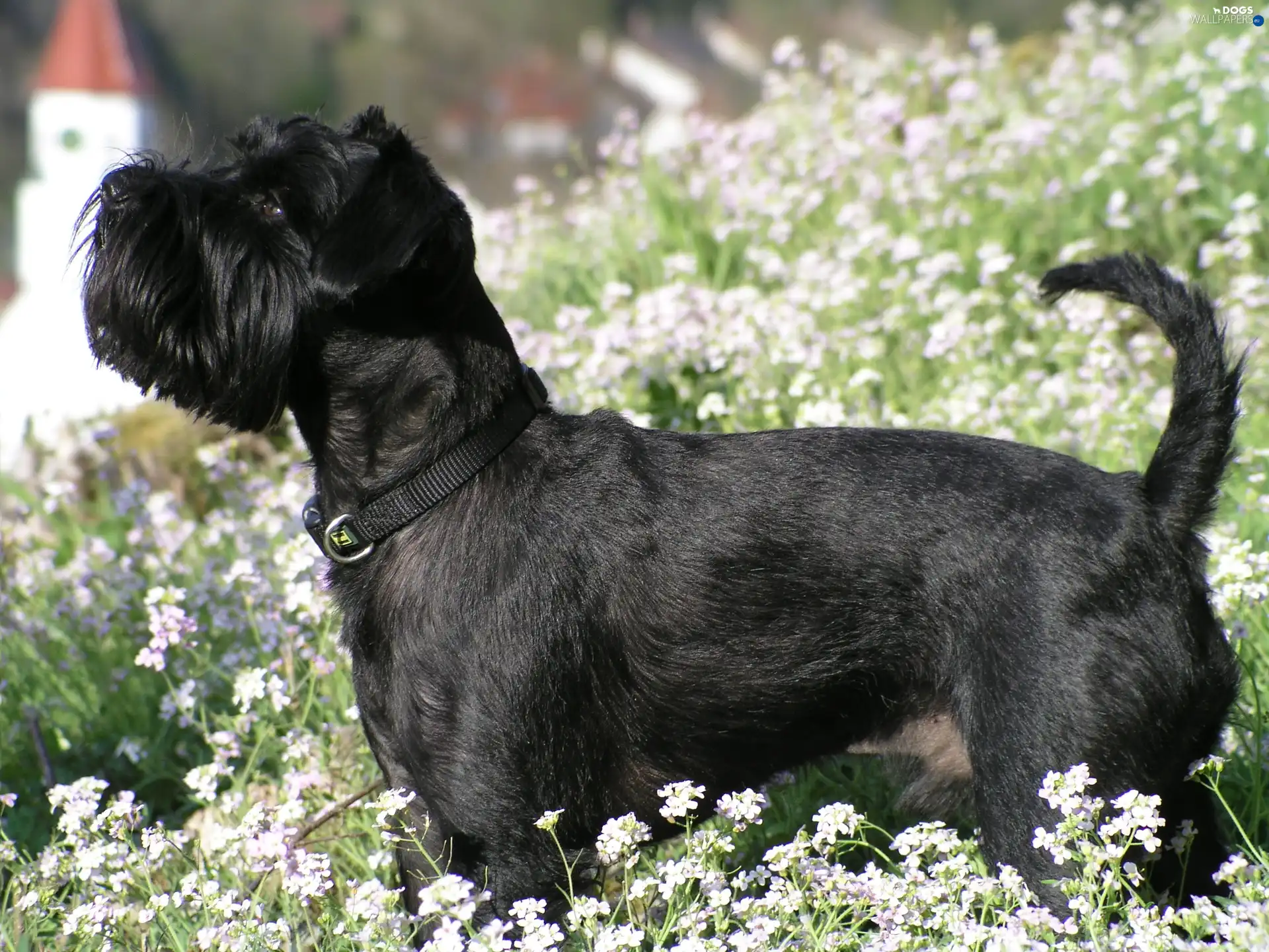 miniature Schnauzer, Flowers, Black