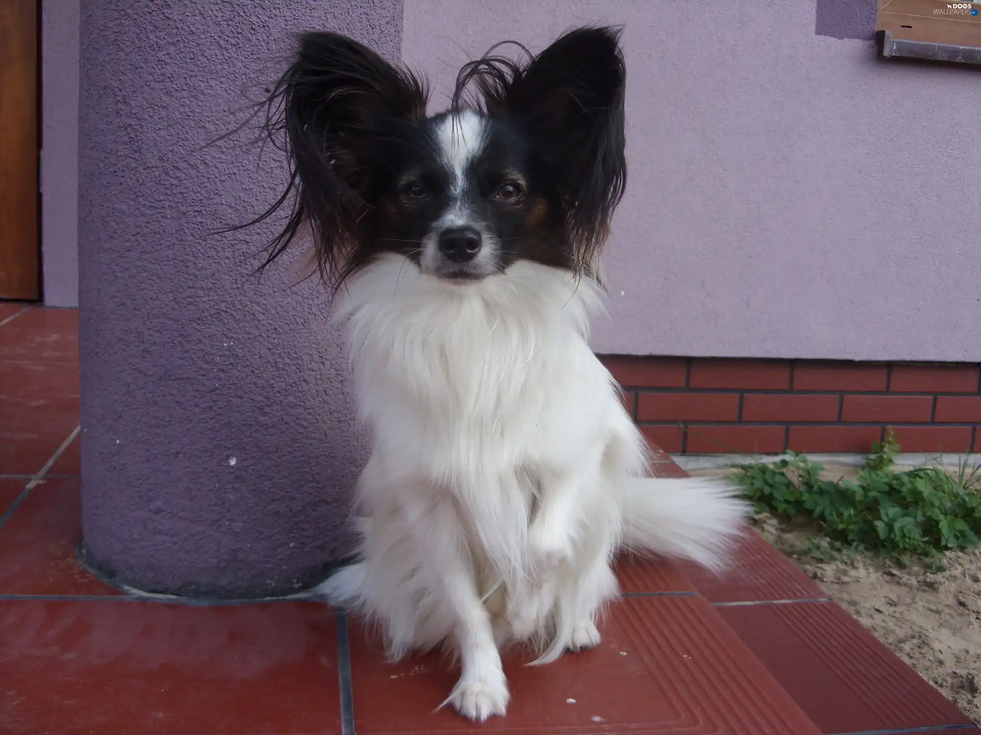 Miniature Continental Toy Spaniel Papillon, honeyed