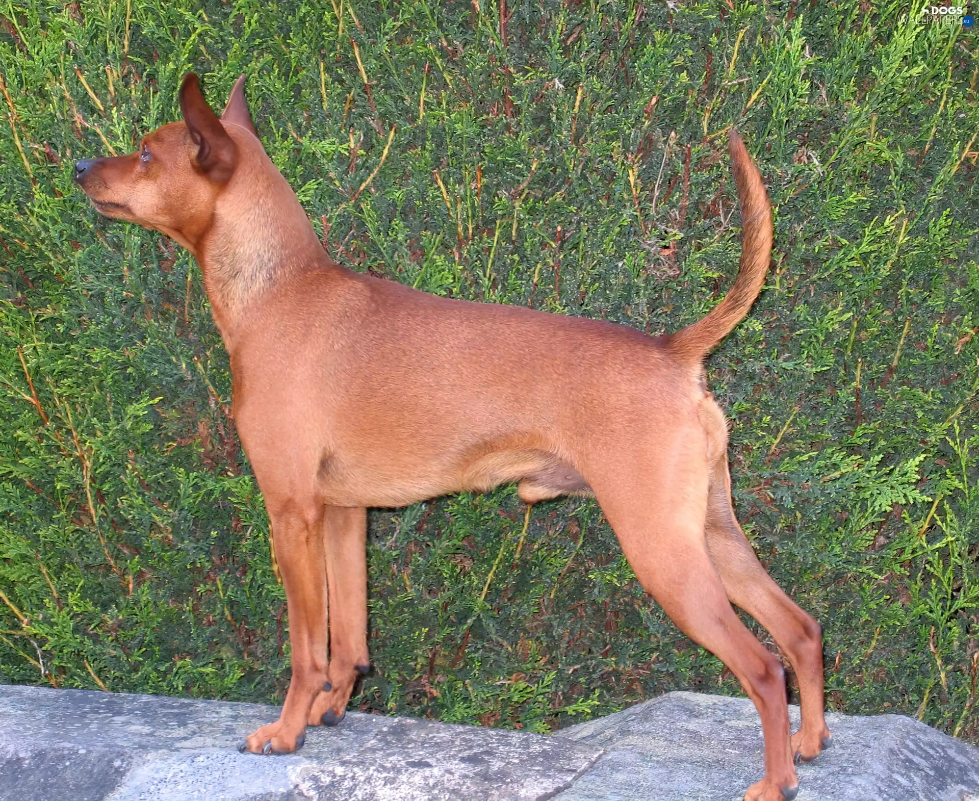 miniature Pinscher