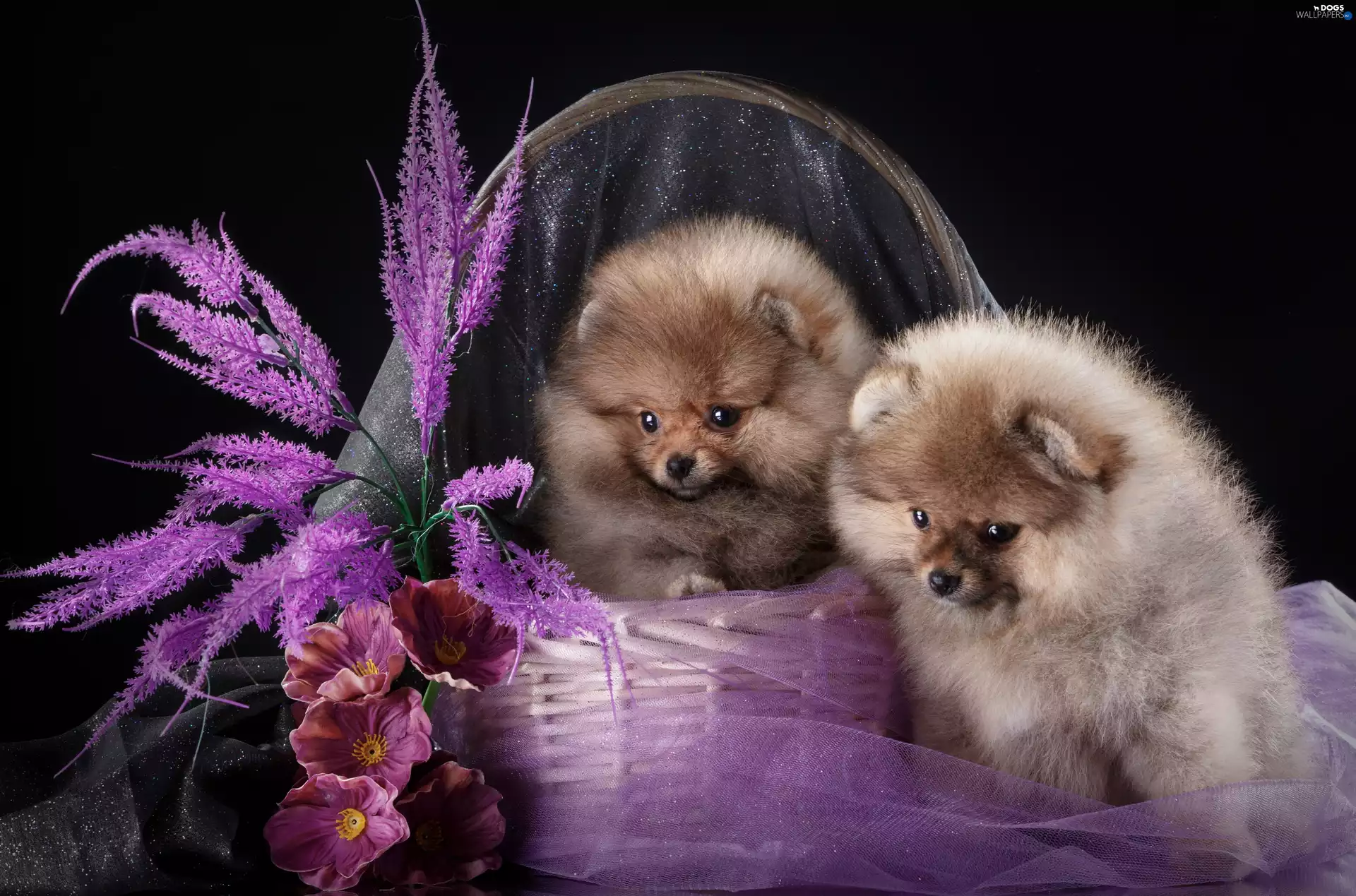 basket, Flowers, puppies, Miniature Spitz, sweet