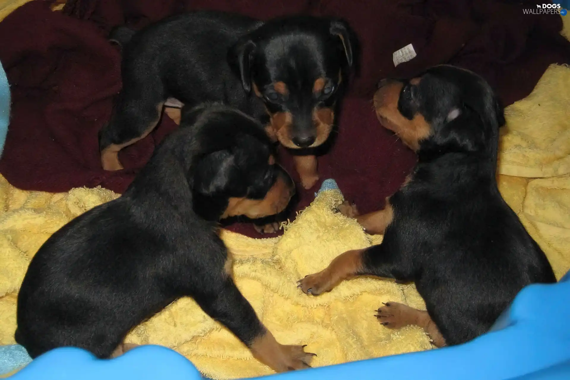 miniature Pinscher, puppies, Three, Black