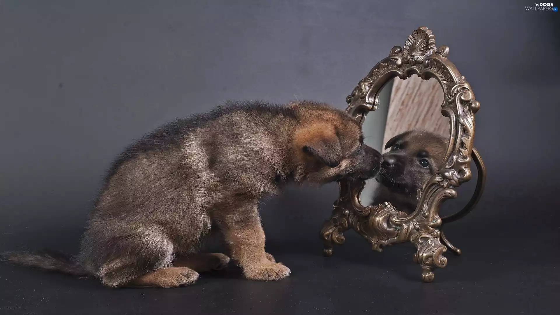 Mirror, Puppy, mirror