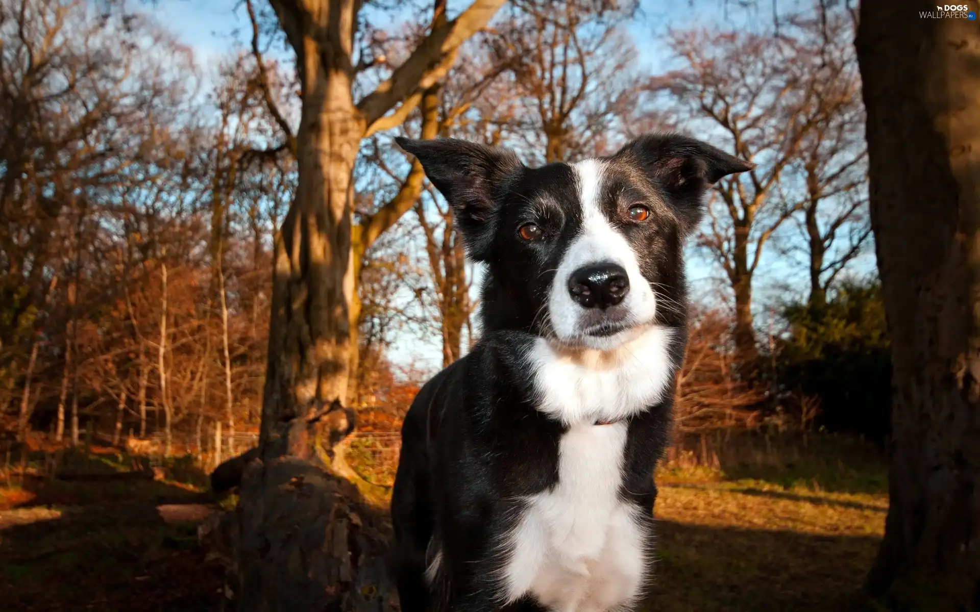 mongrel, dog, white, Black
