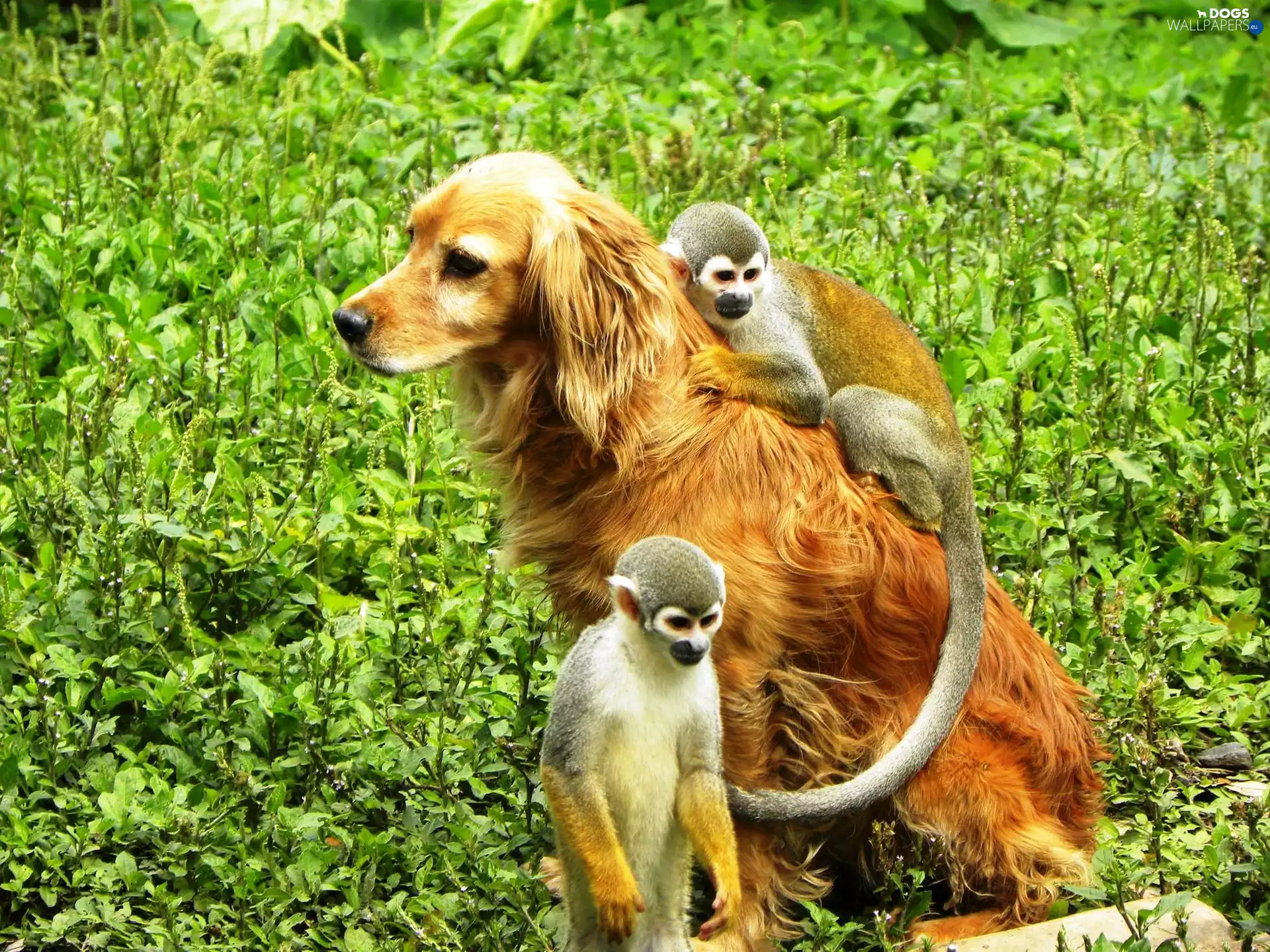 Saimiri, grass, Two, monkeys, Golden Retriever