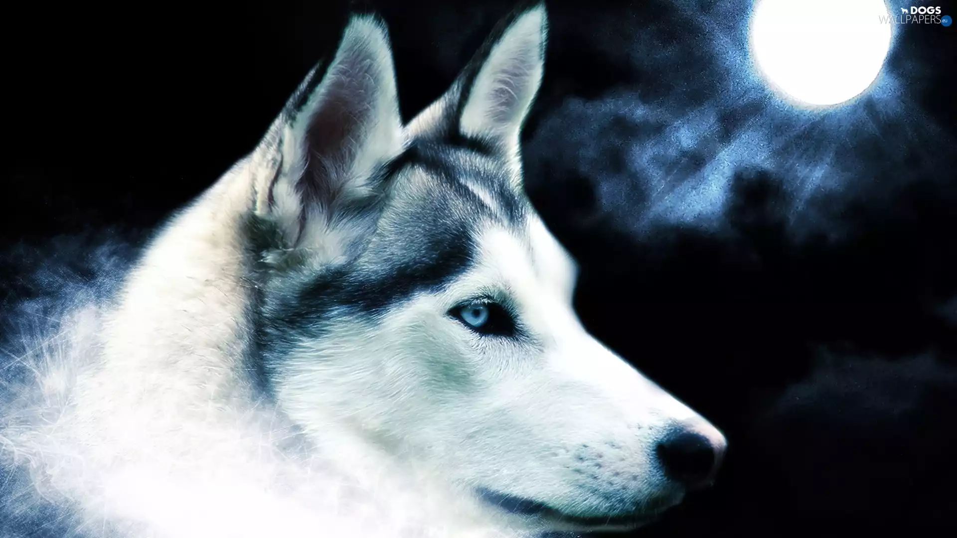 moon, Siberian Husky