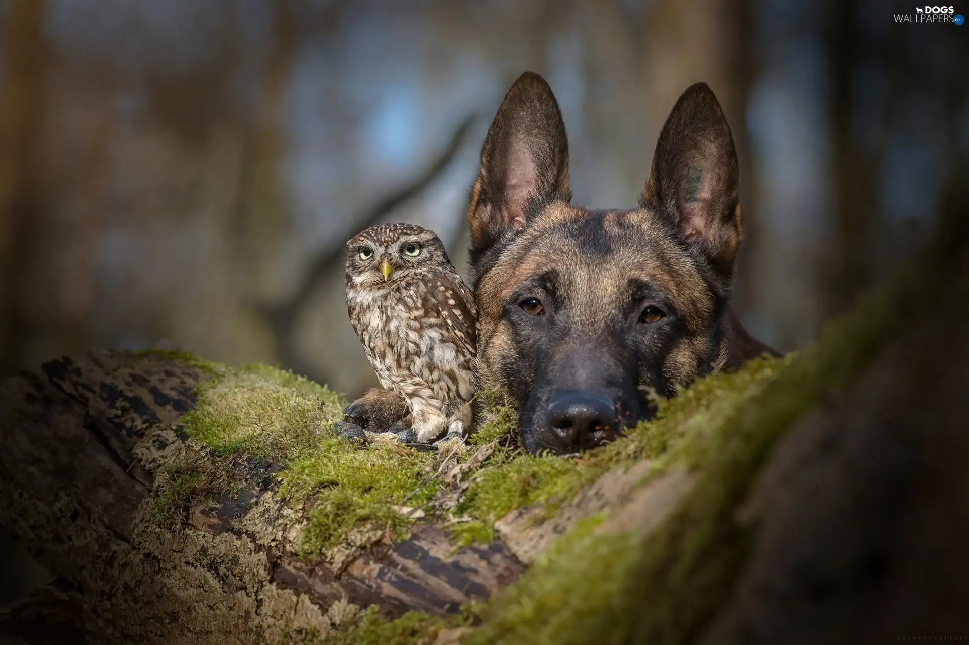 Moss, trees, owl, German Shepherd