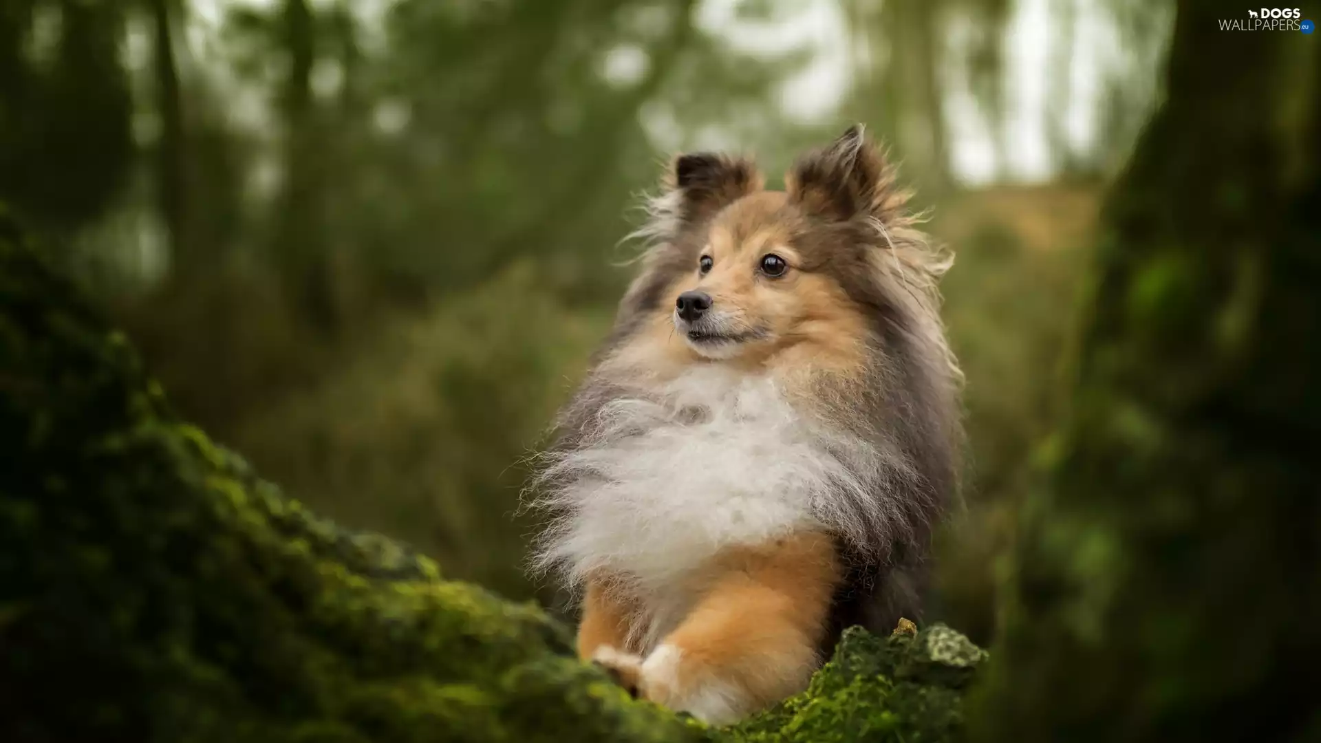 trees, shetland Sheepdog, Moss