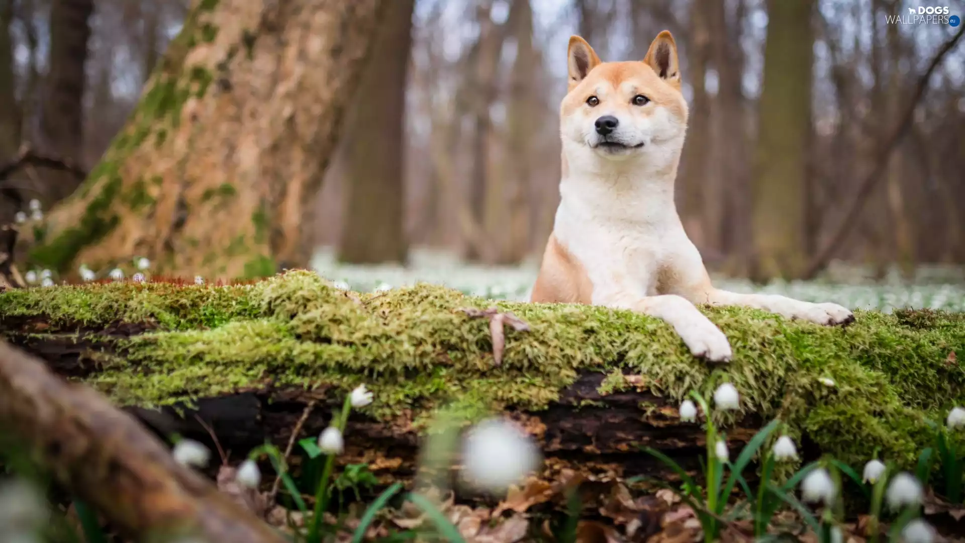 trunk, Shiba inu, mossy