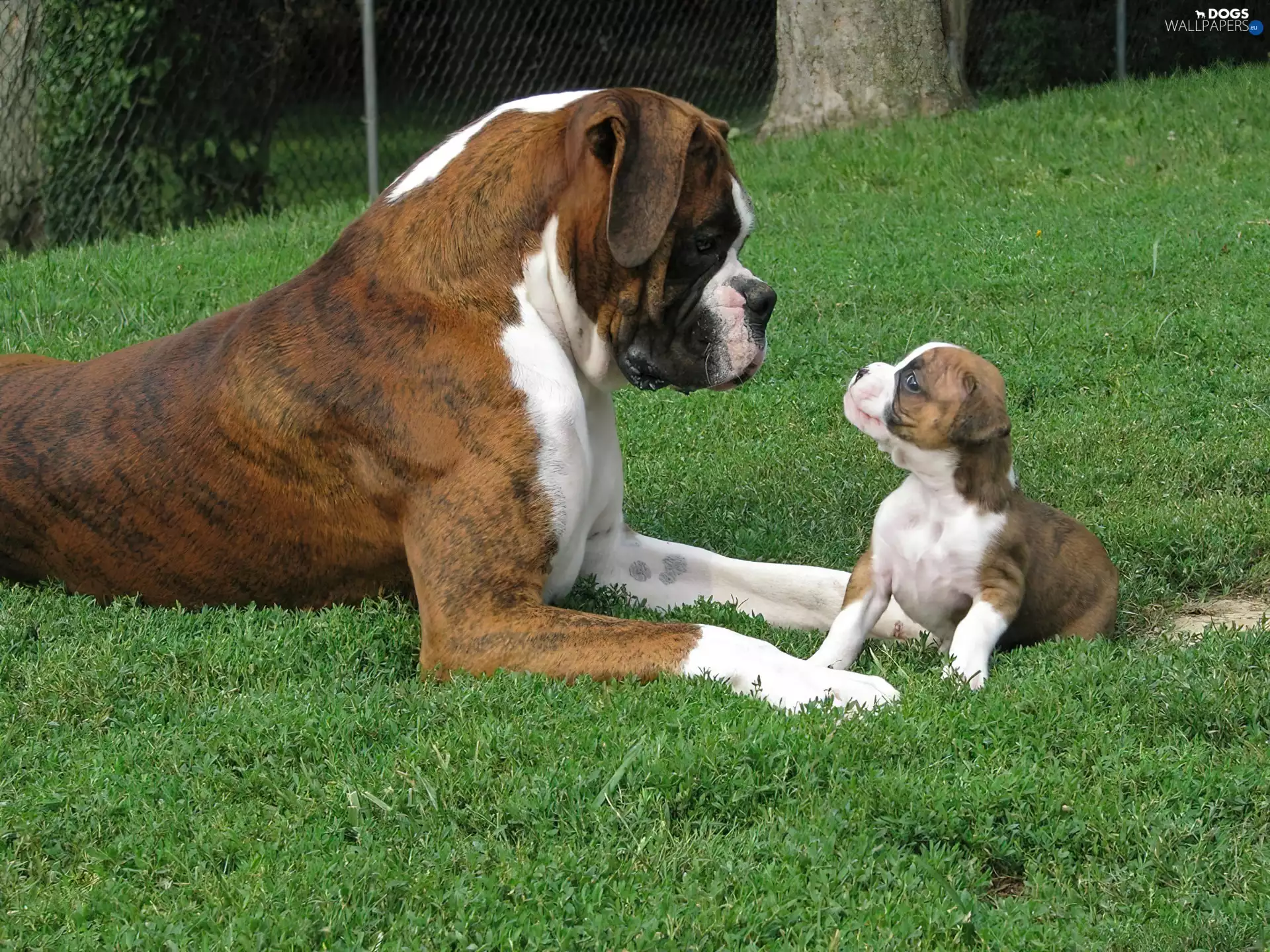boxer, Puppy, grass, mother