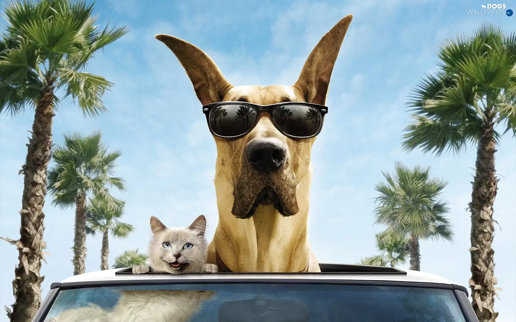 motor car, Glasses, cat, dog
