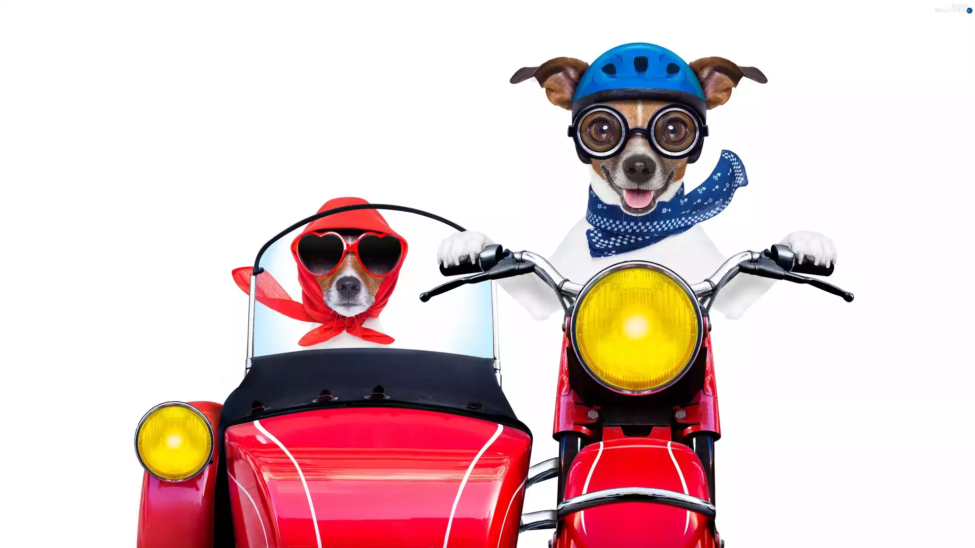 motor-bike, Funny, Dogs, Jack Russell Terrier, Two cars