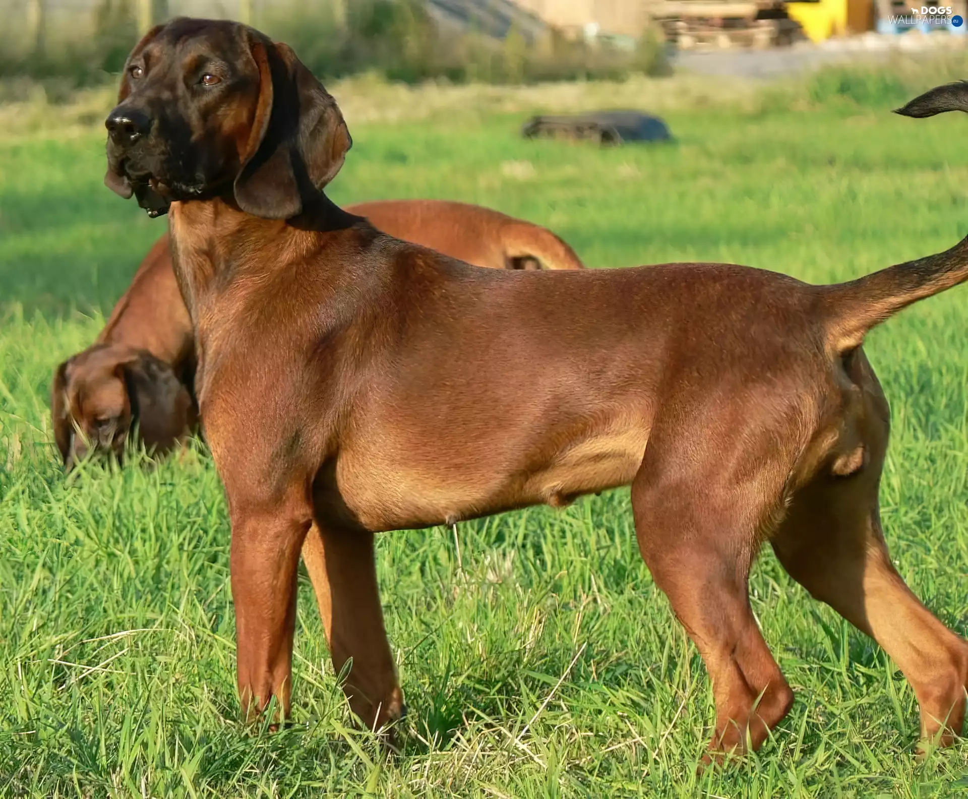 Two cars, Bavarian Mountain Hound, grass, beatyfull