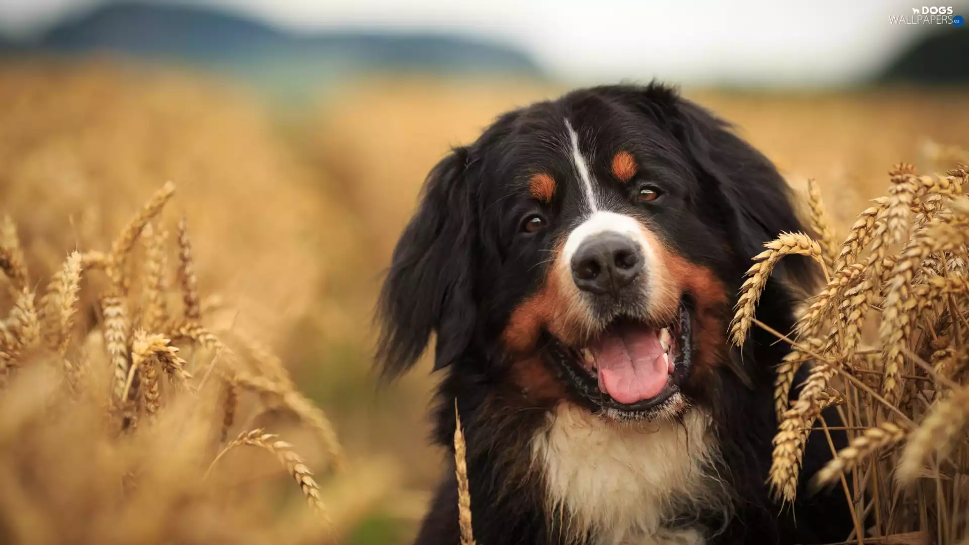 muzzle, ears, Bernese Mountain Dog, corn, dog