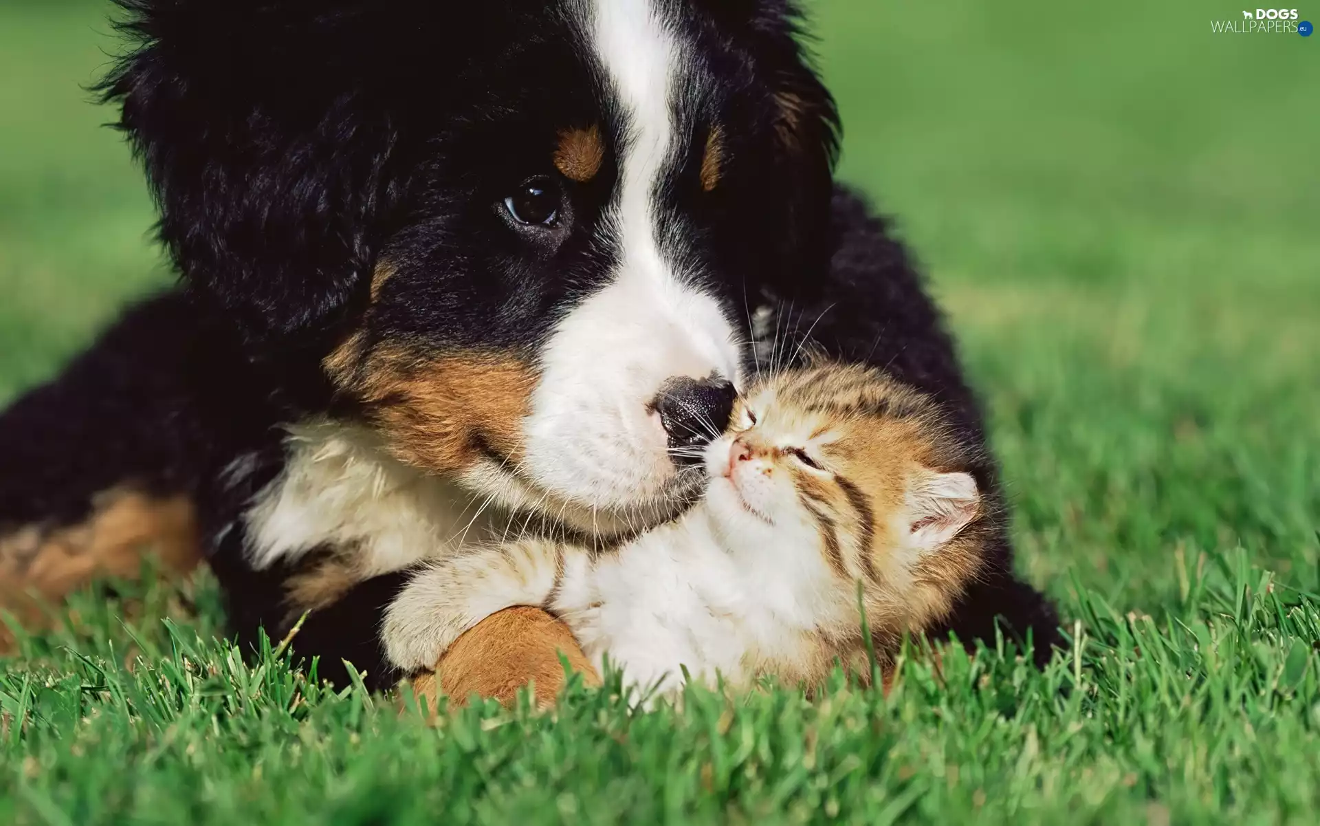 cat, grass, Bernese Mountain Dog, dog