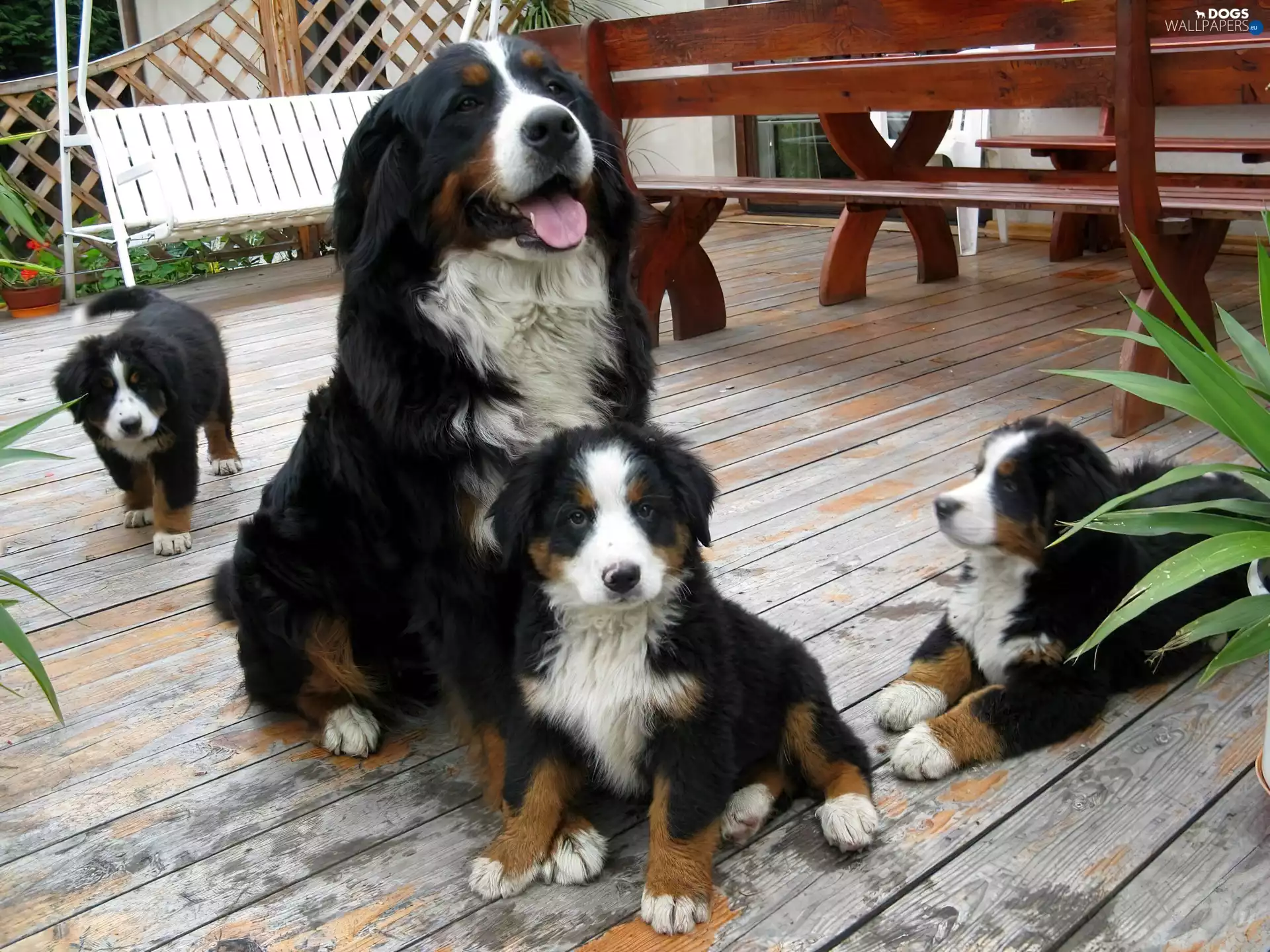 little doggies, Bernese Mountain Dog, Three