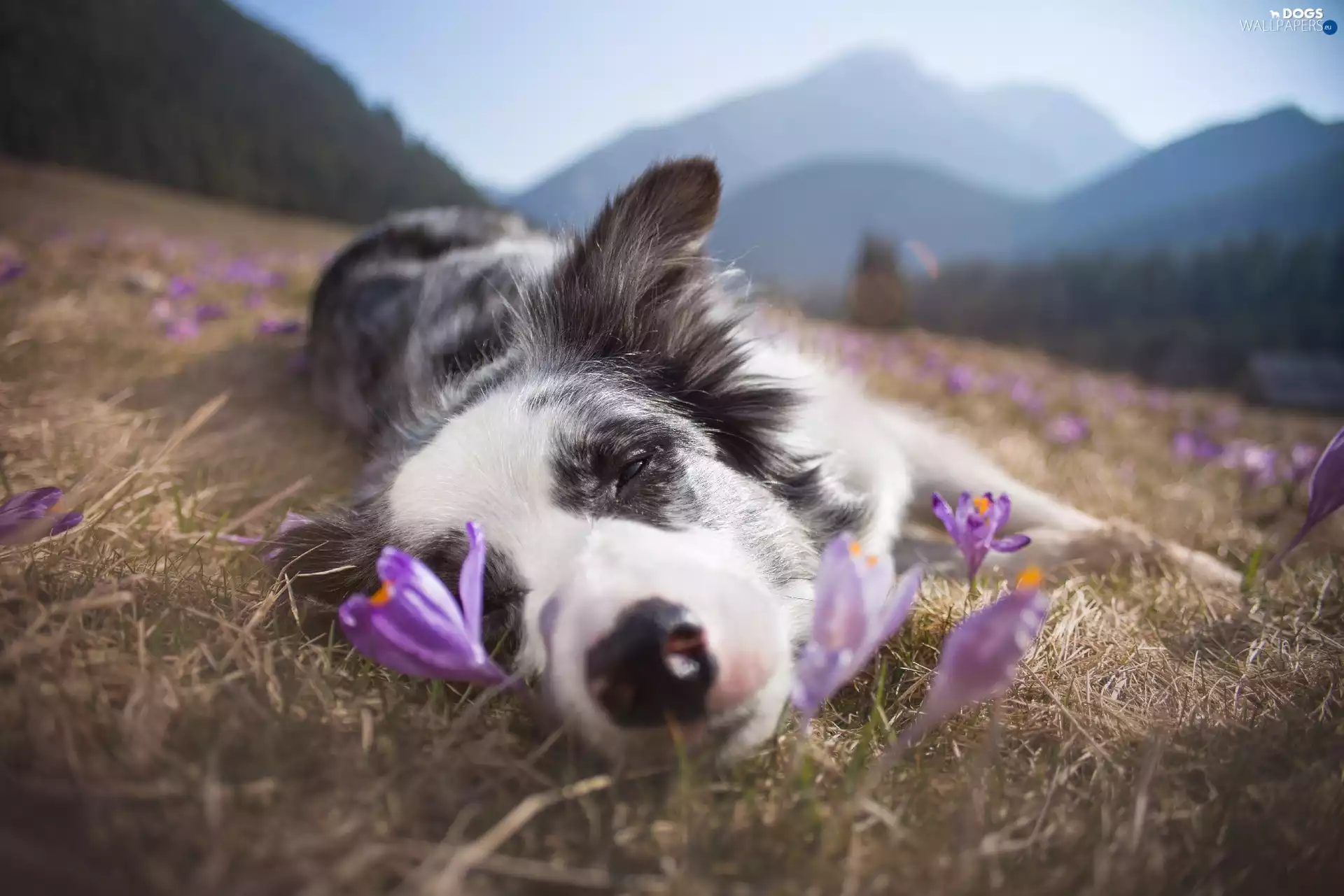 Meadow, Sleepy, crocuses, Mountains, grass, Border Collie