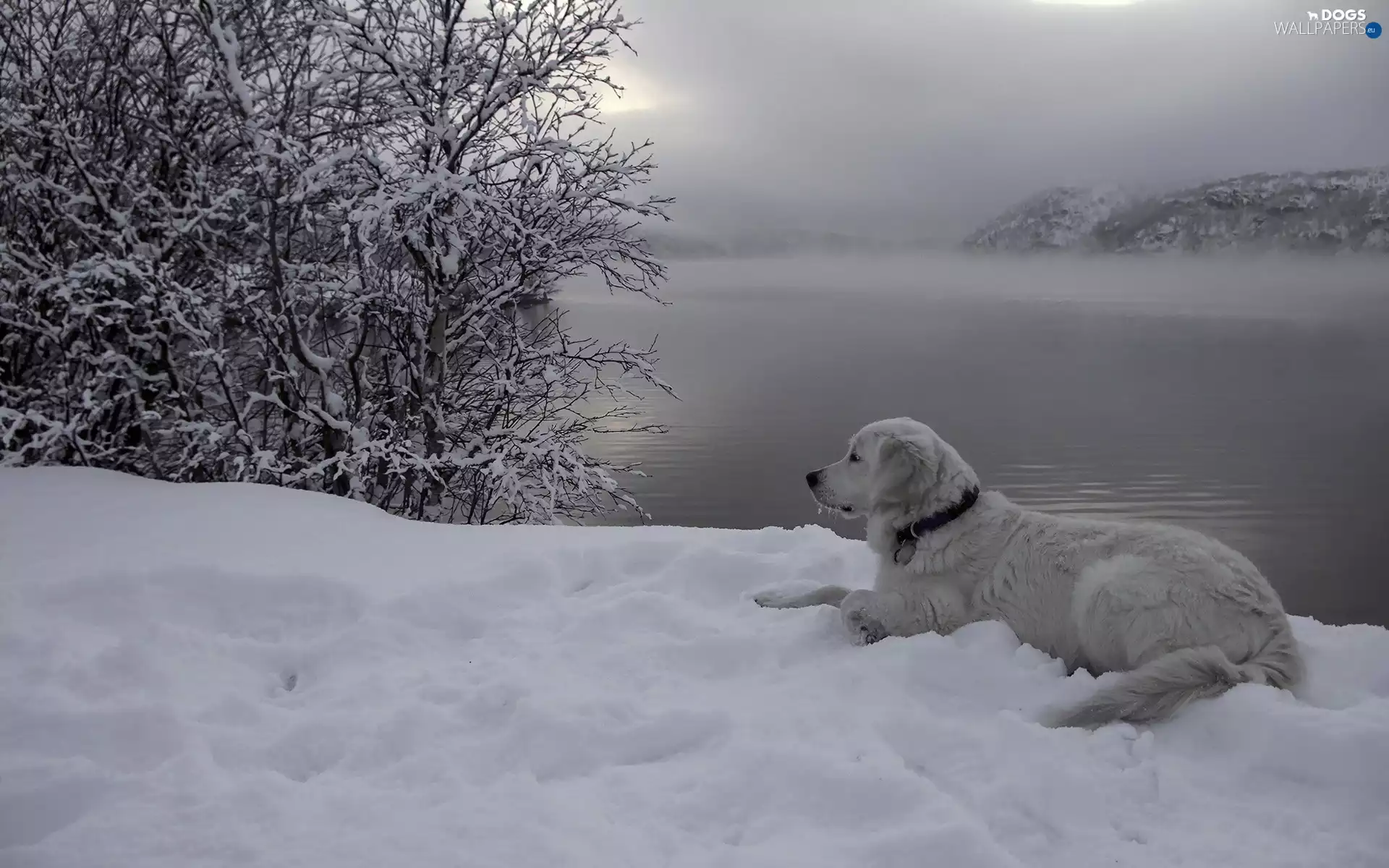 Fog, River, Dusk, Mountains, dog, trees, winter