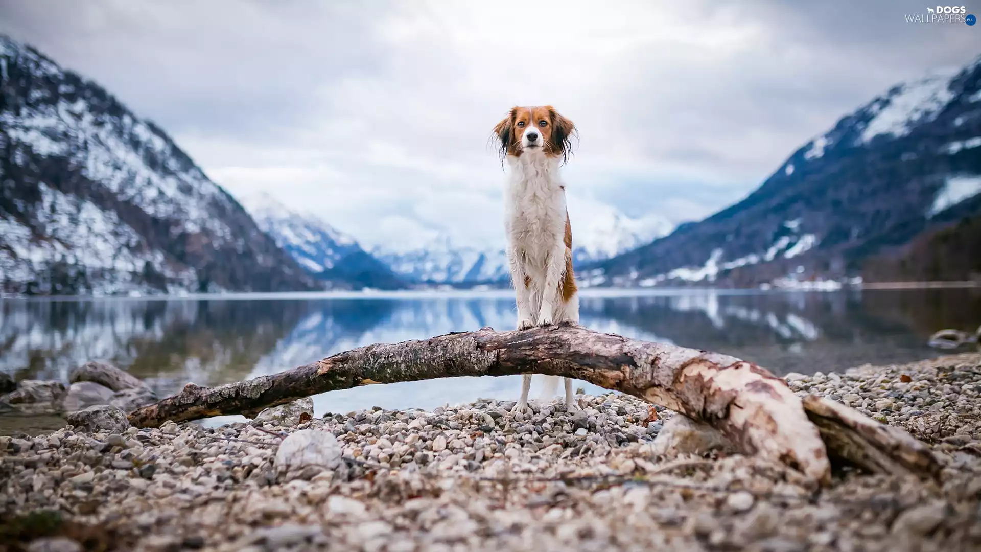 Stones, Alpine Dutch, water, Kooikerhondje, dog, log, Mountains