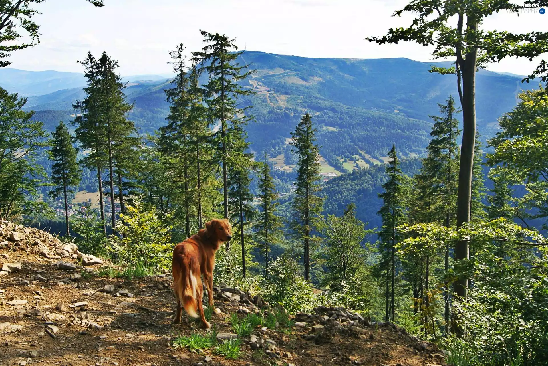 Mountains, dog, forest