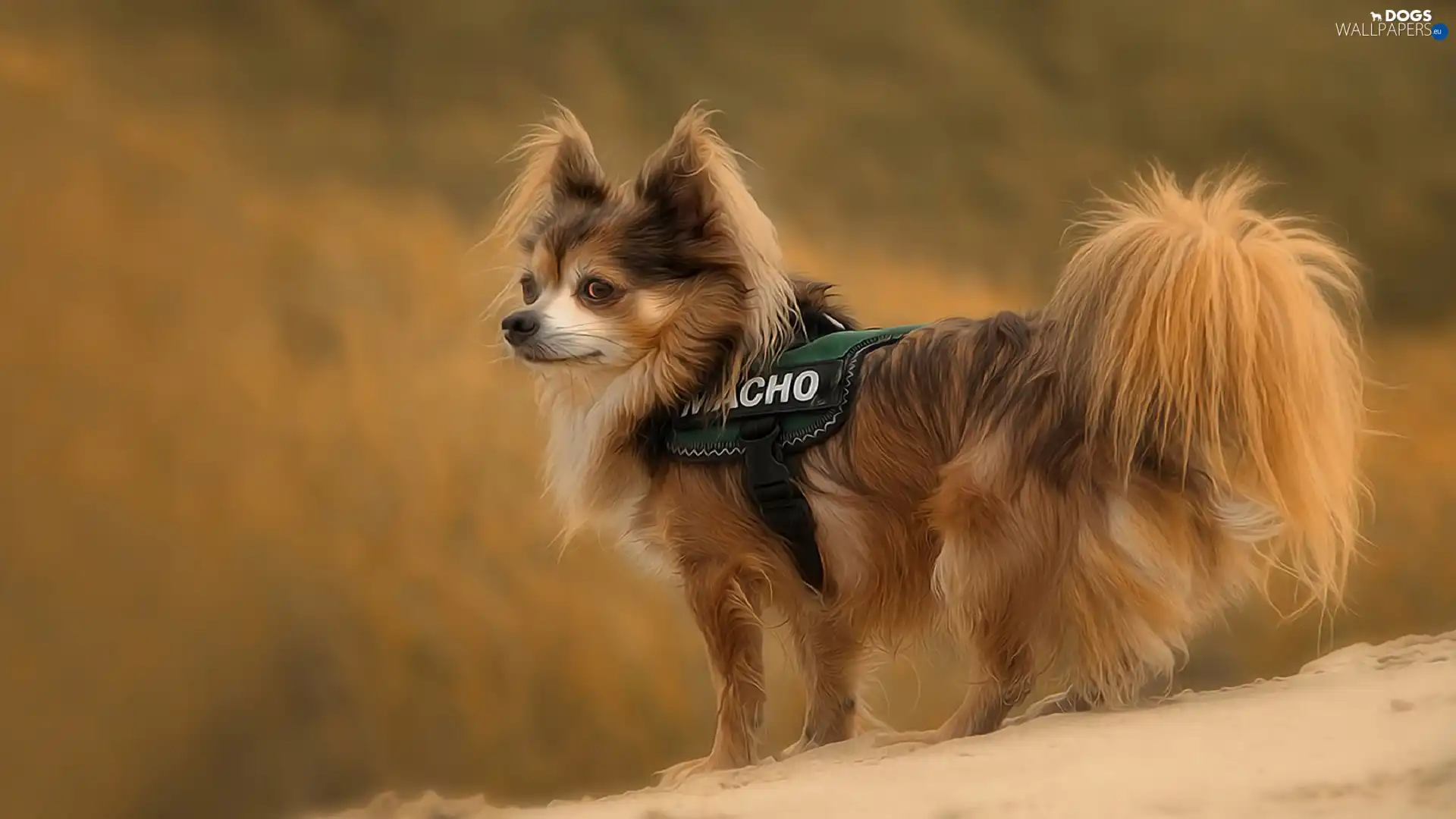 Papillon, mountains, Spaniel